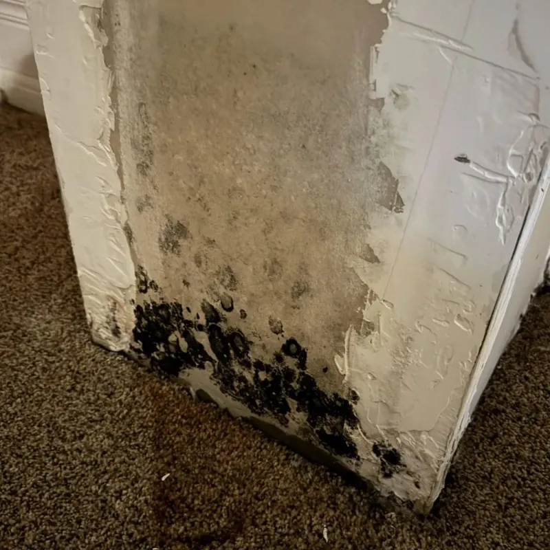 Professional Mold Removal in Hunter, TN